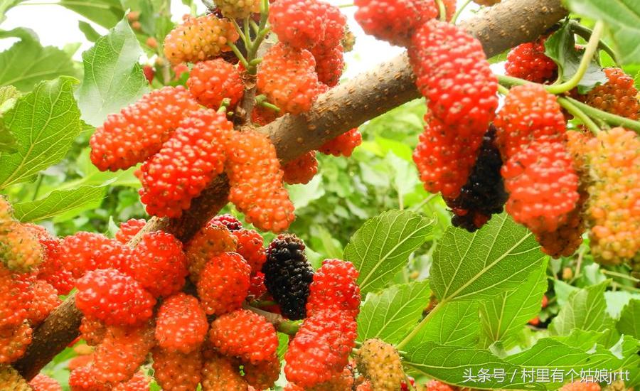 吃桑葚的正确方式,吃桑葚方法