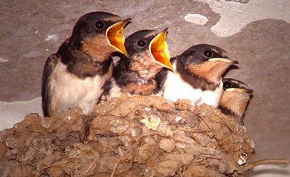 母亲节适合给妈妈写的古诗,母亲节歌颂母爱伟大的古诗