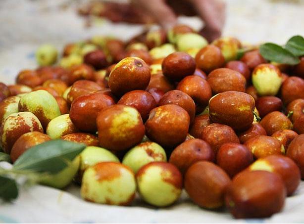 适合设施栽培的枣品种,适合大棚栽培的鲜食枣