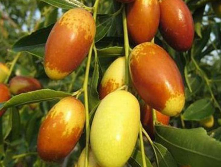 适合设施栽培的枣品种,适合大棚栽培的鲜食枣