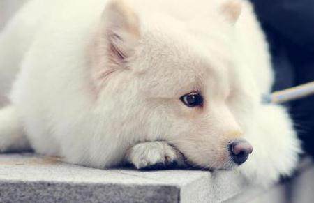 母狗发情期,你准备好应对方法了吗?