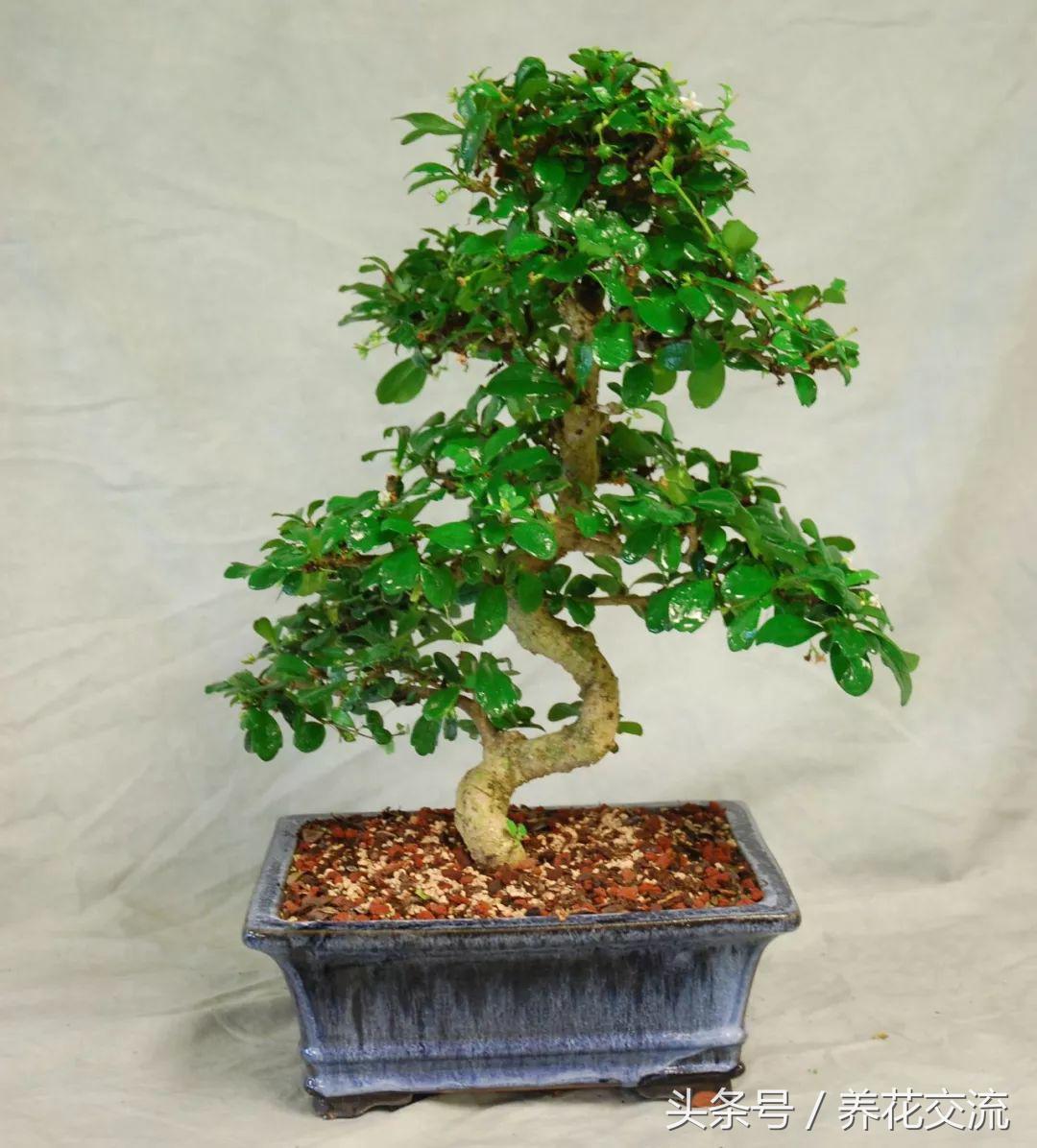 室内室外养多肉有什么区别,室内养植物好还是不养植物好