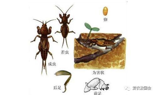 茶园里的害虫和益虫,茶园常见的两种害虫