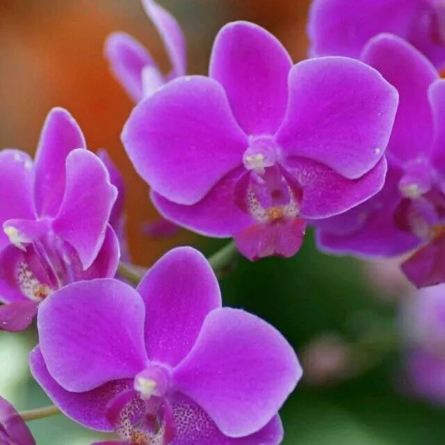 植物生病对照表,盆栽植物生病治疗方法