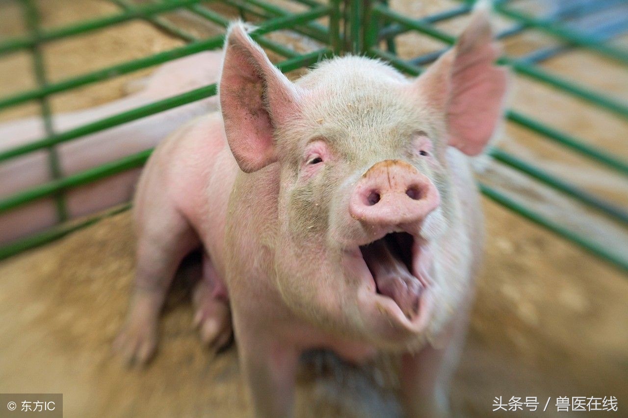 猪场返情母猪增多,母猪十九天返情的原因