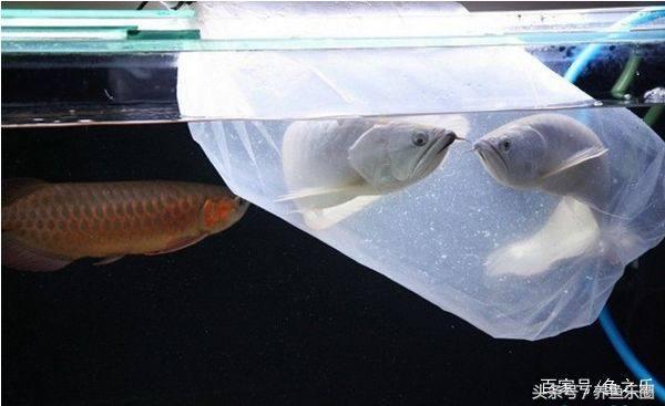 龙鱼养鱼技巧,龙鱼养殖攻略