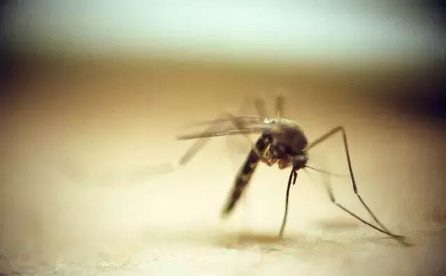 天气热如何灭蚊虫叮咬呢,天热驱蚊虫方法