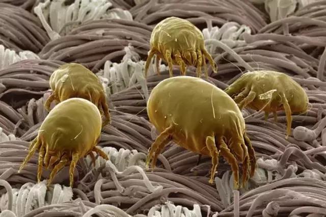 天气热如何灭蚊虫叮咬呢,天热驱蚊虫方法