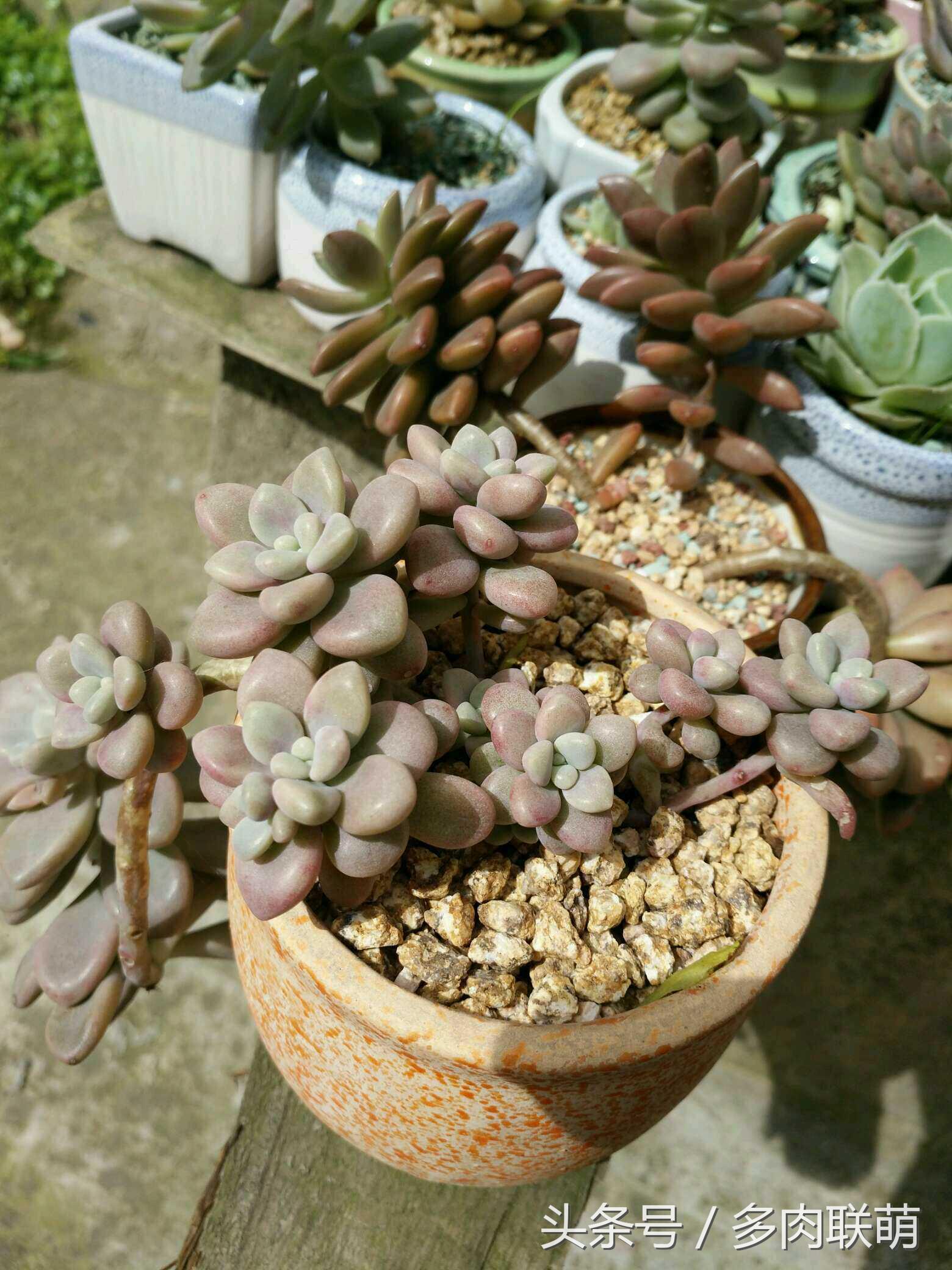 满园春色留不住下一句,满园春色留不住来自哪首古诗