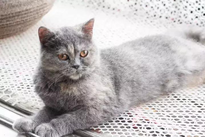 喂！妖妖灵吗？韶关这条巷子内有人聚众吸猫！已经有人沦陷了……