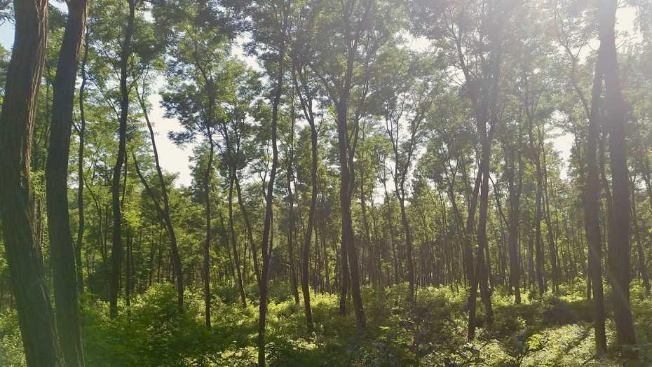 植树造林真的能遏制全球变暖吗,全球气候变暖最好的方法