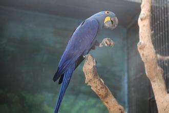 紫蓝金刚鹦鹉——最贵的观赏鸟