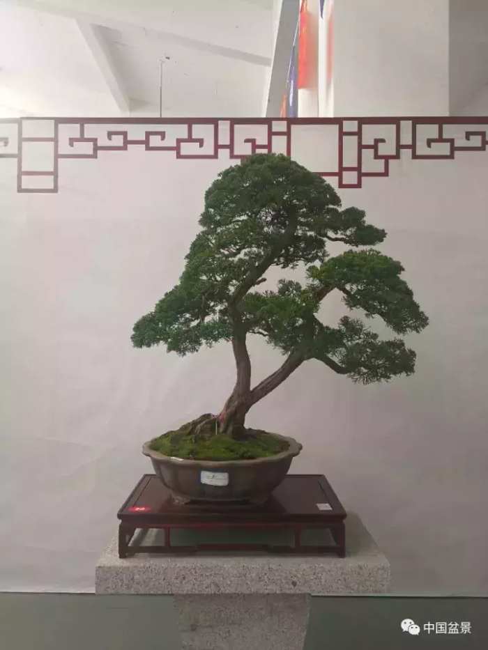 一本双杆式映山红盆景,一本双杆黄杨盆景制作全过程