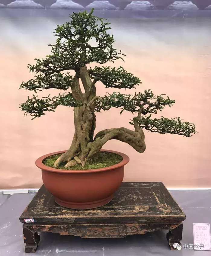 一本双杆式映山红盆景,一本双杆黄杨盆景制作全过程