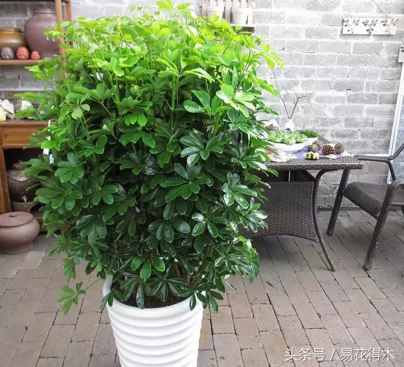 鹅掌柴种植与养护知识,鸭脚木的养护方法及注意事项