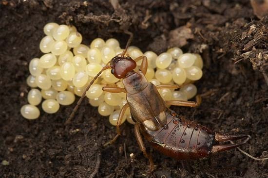 很多人不清楚，到底什么是夹夹虫？看上去很凶，但是很温柔