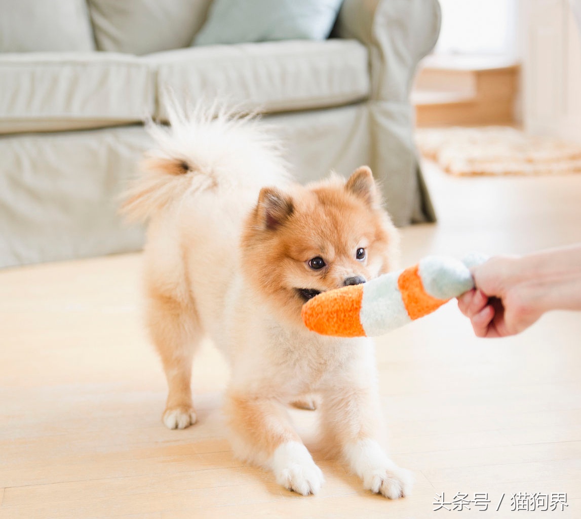 如何教猫咪使用磨牙玩具,如何训练狗狗玩磨牙棒玩具