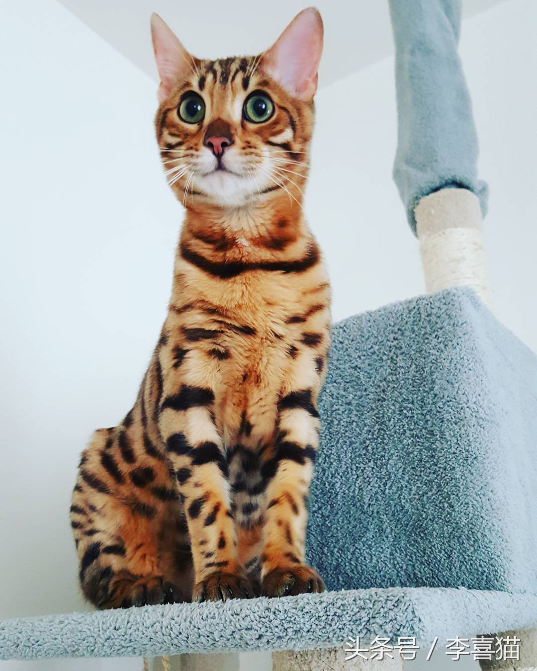 霸气漂亮的孟加拉豹猫,高智商的孟加拉豹猫