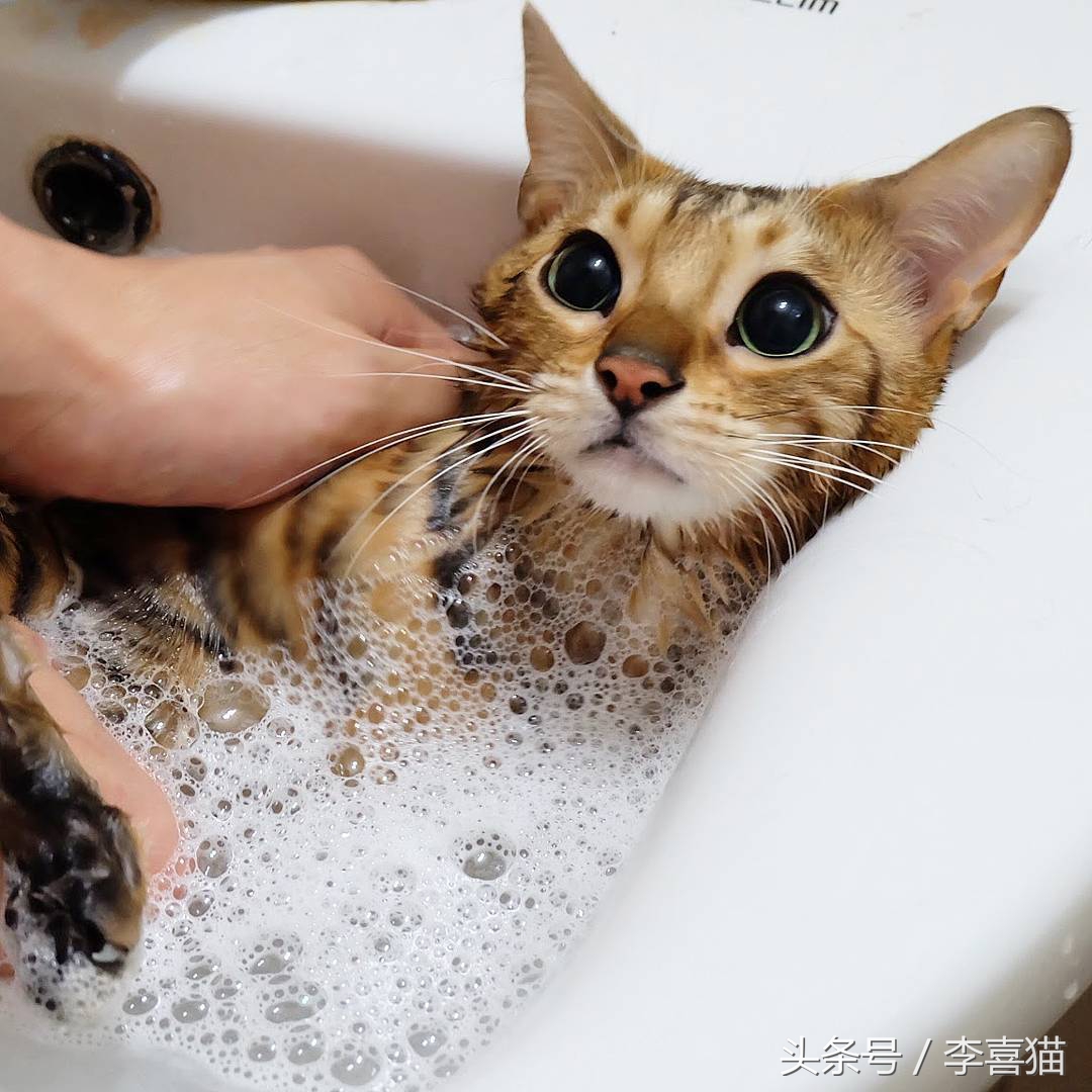 霸气漂亮的孟加拉豹猫,高智商的孟加拉豹猫