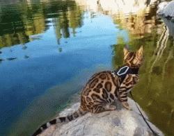 霸气漂亮的孟加拉豹猫,高智商的孟加拉豹猫