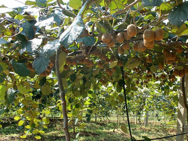 有什么杀果实蝇的好农药,什么药杀果树越冬虫卵