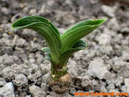 矮种必备的七个条件