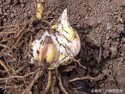 百合花怎么养才能长得茂盛开花,百合花怎么养才能第二年开花