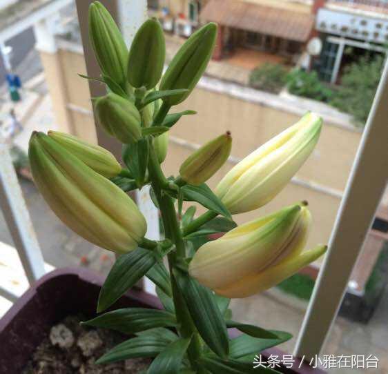 百合花怎么养才能长得茂盛开花,百合花怎么养才能第二年开花