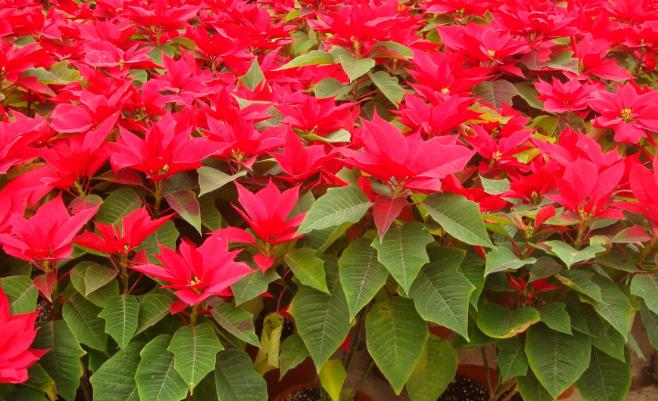 家里有孩子可以养什么花样的植物,什么花适合有宝宝的家庭养