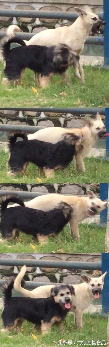 狗狗跑到床上尿尿该惩罚吗,狗狗为啥突然开始在主人床上尿泡