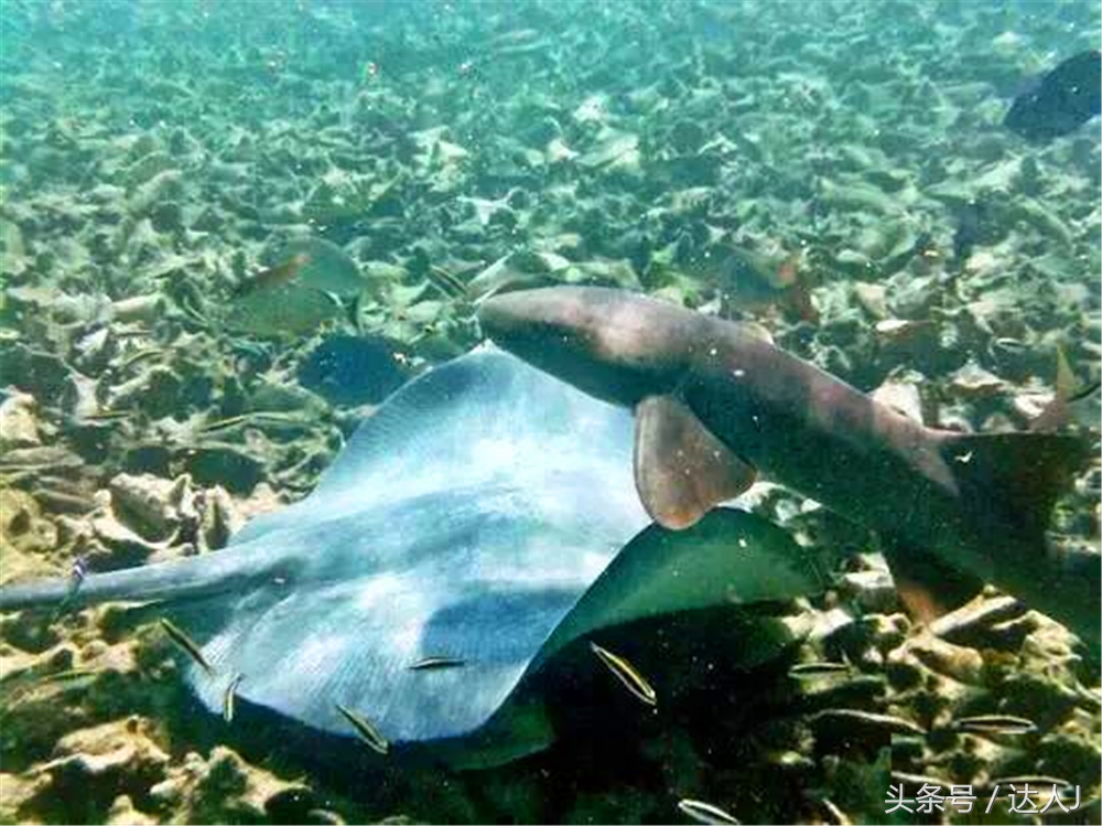 伯利兹陆路去危地马拉,伯利兹陆路过境危地马拉