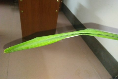 墨兰兰花发黄怎么救,兰花新叶子还没有长大就黑了