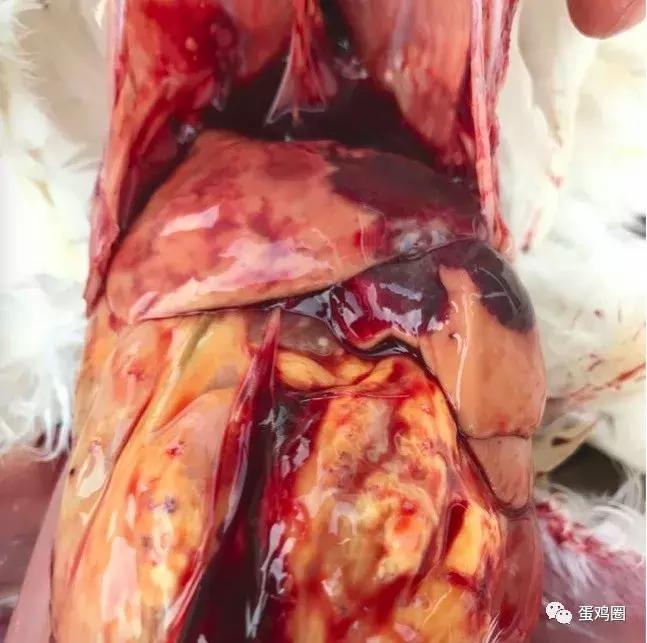 一例蛋鸡场夏秋常见白冠病例(住白细胞原虫病例)分享