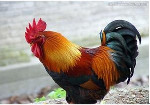 深度揭秘鸡是怎么受精的