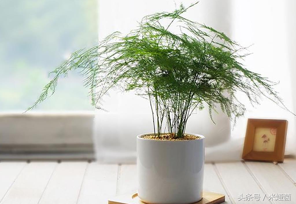 绿植浇水的正确方法,绿植浇水的过程和步骤