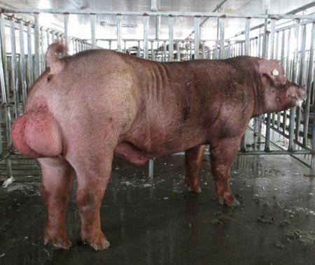高温多雨对猪造成什么影响,公猪饲养管理的关键点是什么
