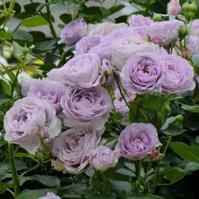 月季玫瑰蔷薇有哪些区别,月季玫瑰蔷薇三者有何区别