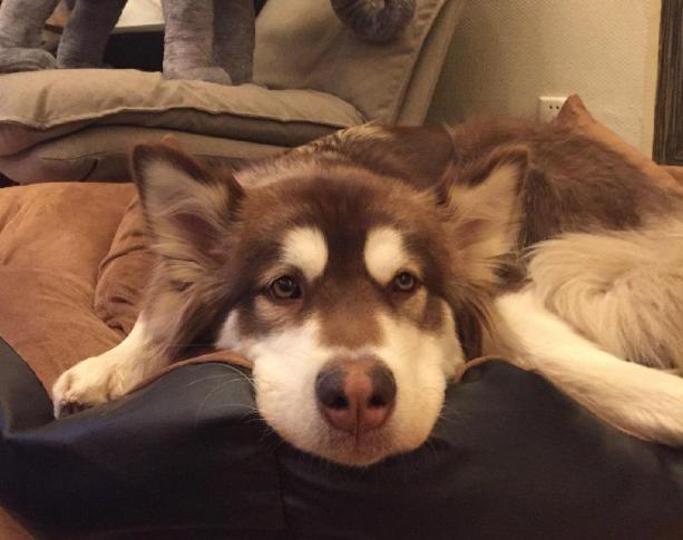 警犬很辛苦？和宠物狗一比，警犬待遇不比王思聪爱犬王可可差！