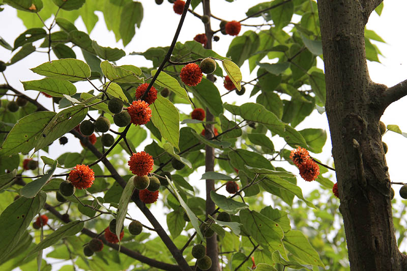 杂交1号构树,中科院杂交构树新品种