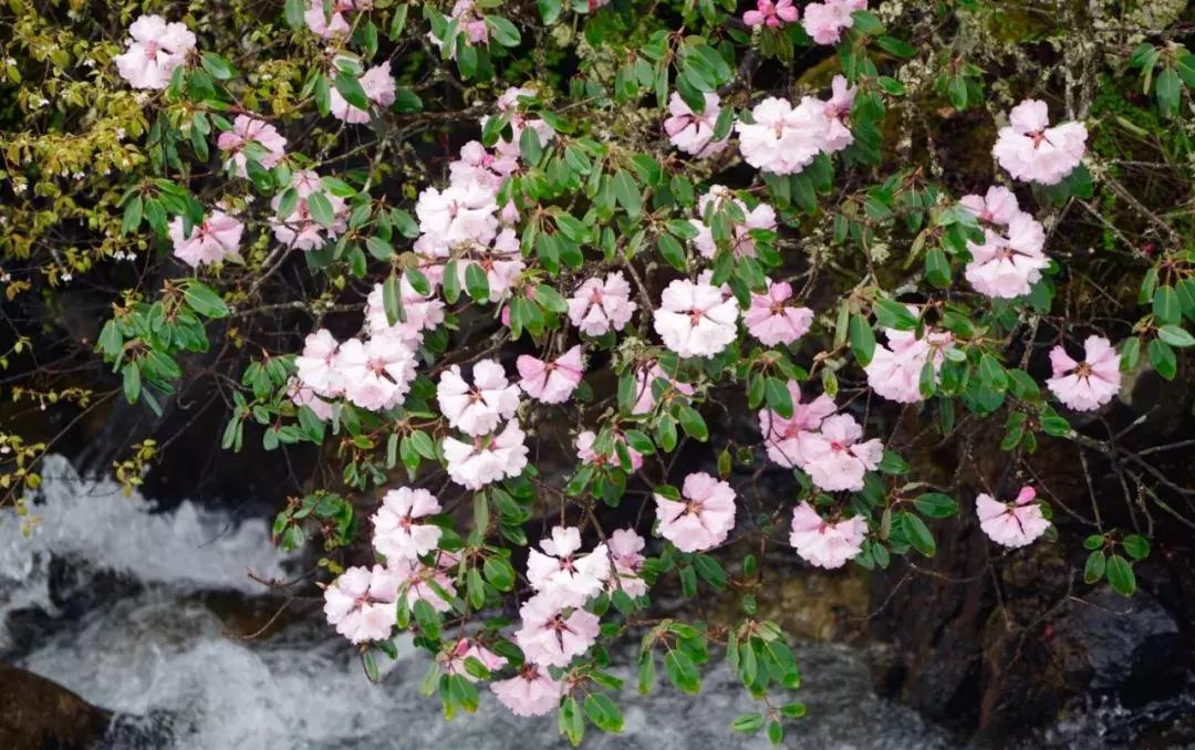 四川青城山景区免票,四川对浙江省免票的旅游景区