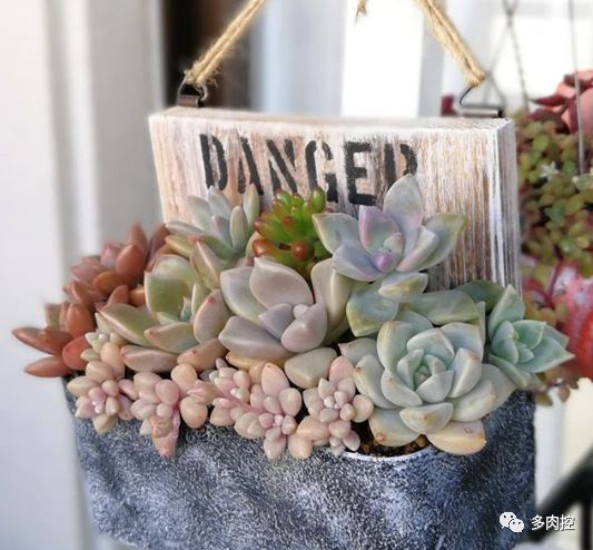 多肉宝珠徒长了怎么办,多肉徒长的原因及处理