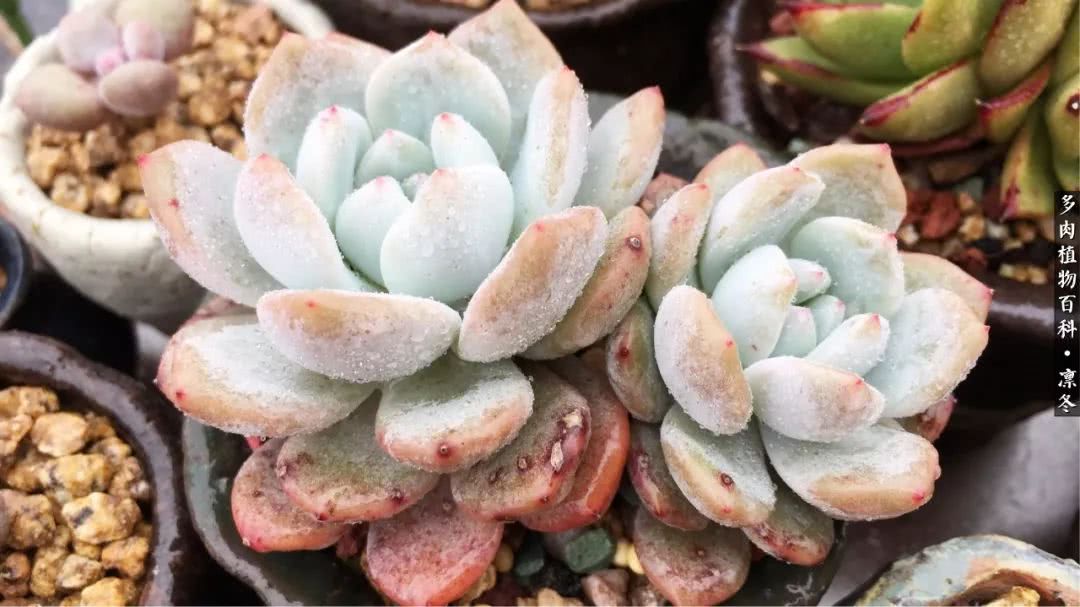 一入装修深似海从此钱包是路人,一入花坑深似海从此钱包成路人