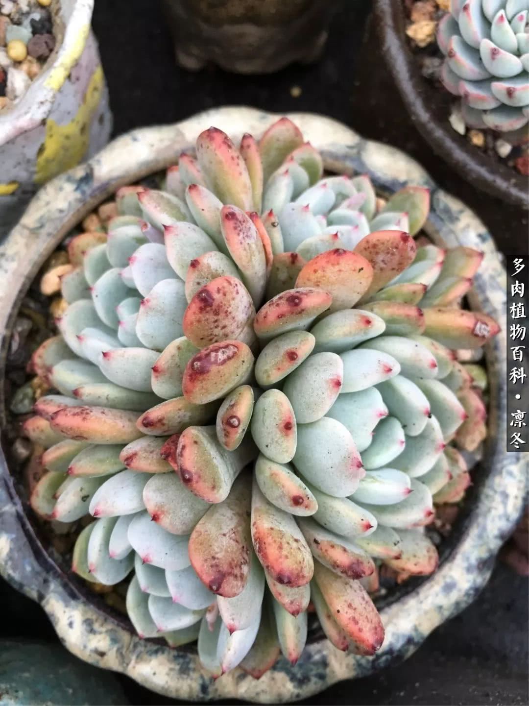 一入装修深似海从此钱包是路人,一入花坑深似海从此钱包成路人