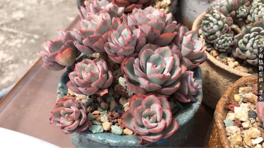 一入装修深似海从此钱包是路人,一入花坑深似海从此钱包成路人