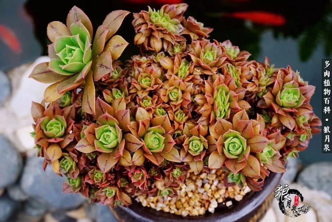 多肉度夏的前期准备,多肉度夏前杀菌