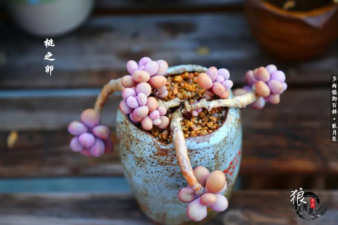 多肉度夏的前期准备,多肉度夏前杀菌