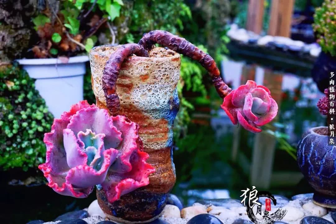 多肉度夏的前期准备,多肉度夏前杀菌