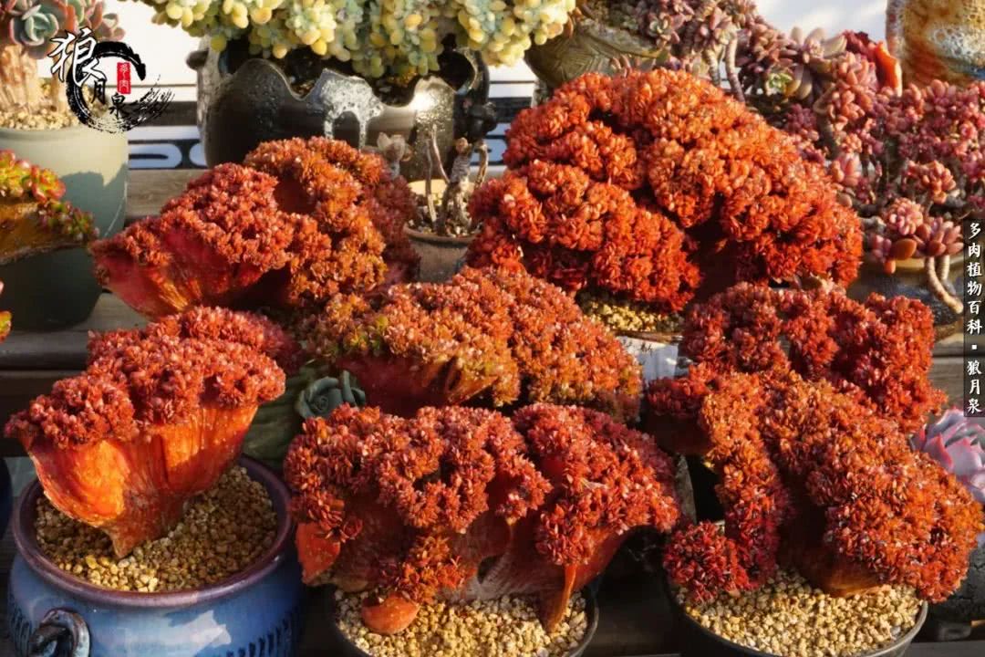 多肉度夏的前期准备,多肉度夏前杀菌