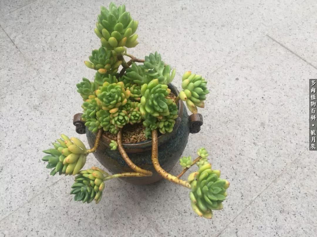 多肉度夏的前期准备,多肉度夏前杀菌