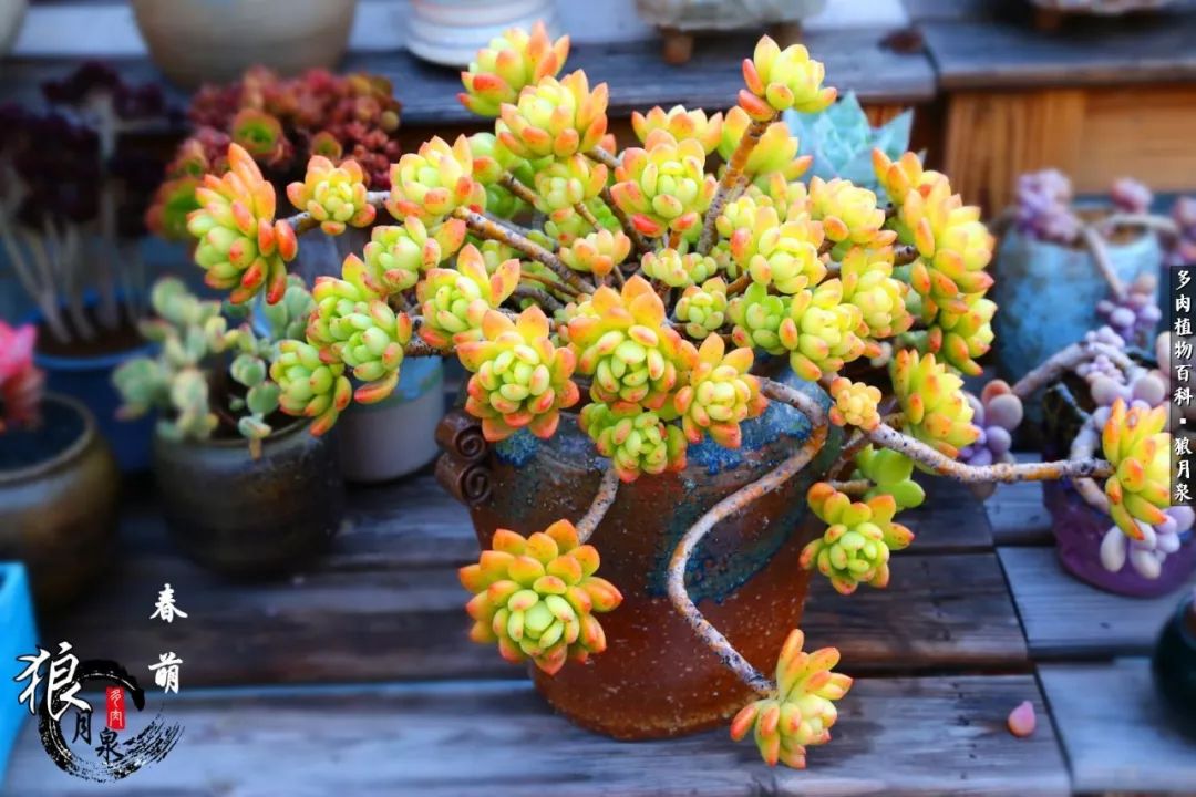 多肉度夏的前期准备,多肉度夏前杀菌